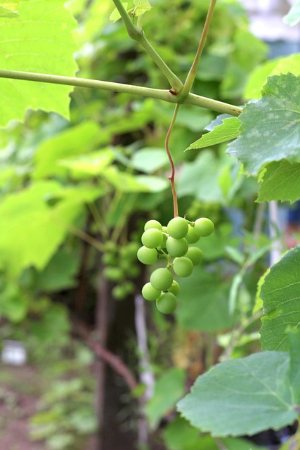Grapes, Ernte, Garden, July, Vineyard