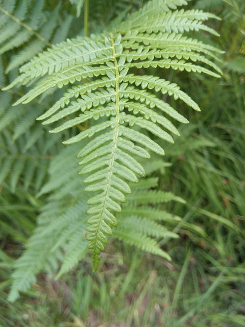 Blad, Grønn, Skog, Natur