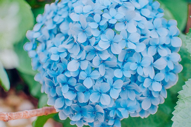 Free Hydrangea Flower photo and picture