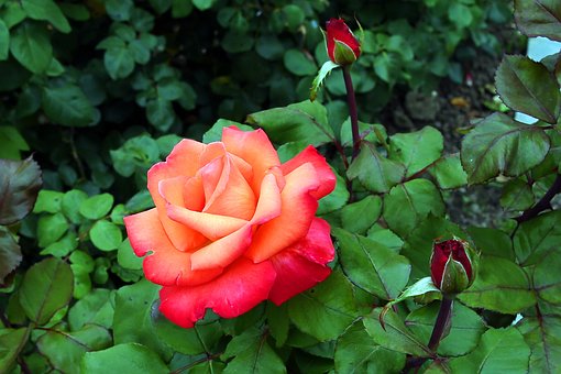 Vermelho, Papel De Parede De Flores