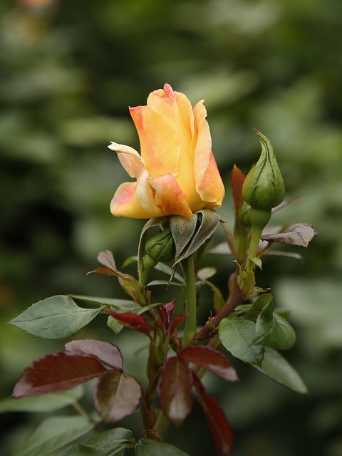 Amarelo, Rosa, Verão, Flor, Jardim