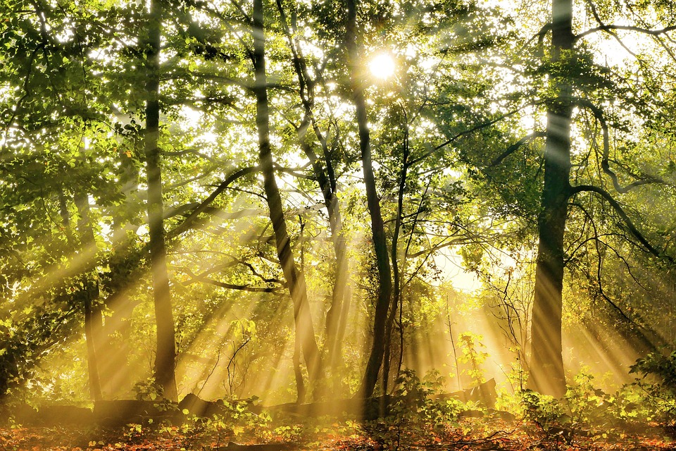 Sonnenstrahlen Sonne Wald Kostenloses Foto Auf Pixabay Sonnenstrahlen Sonne Wald Kostenloses Foto Auf Pixabay
