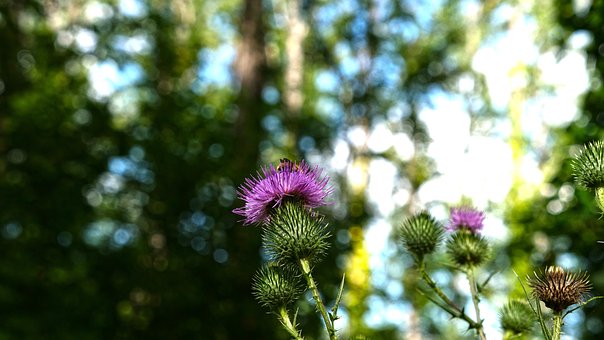 Free Thistle Bee photo and picture