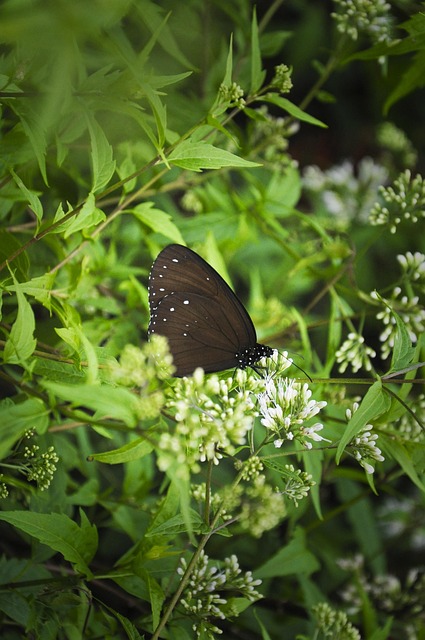 Free Butterfly Valley Of The Butterflies photo and picture