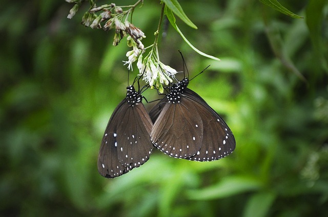 Free Butterfly Valley Of The Butterflies photo and picture