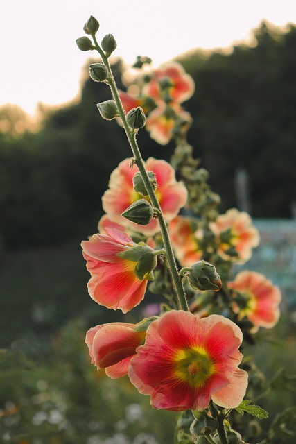 Bloemen, Tuin, Zonsondergang, Zomer