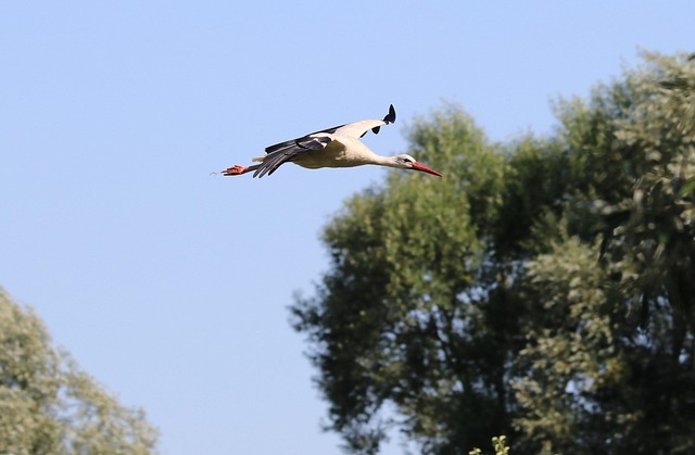 Free Stork Flight photo and picture