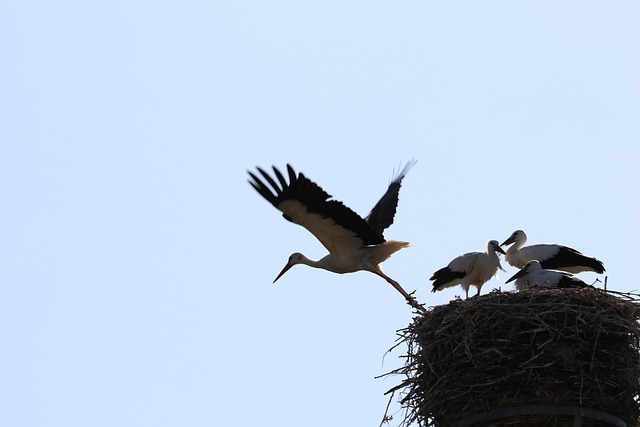 Free Stork Flight photo and picture