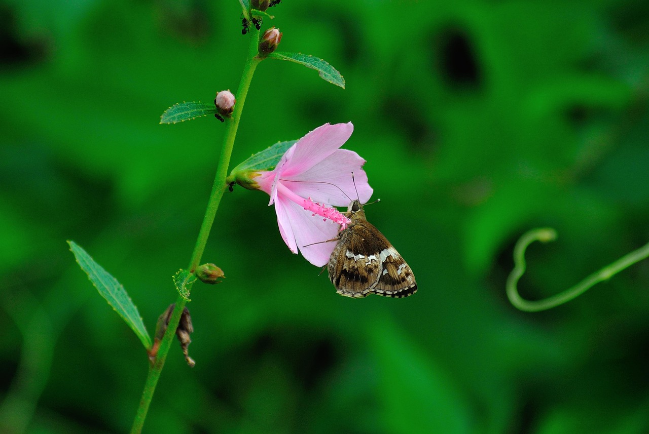Flower Beautiful Plant - Free photo on Pixabay - Pixabay
