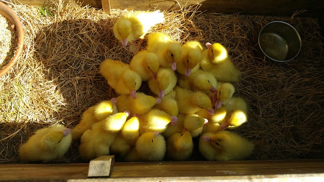 Free Ducks Ducklings photo and picture