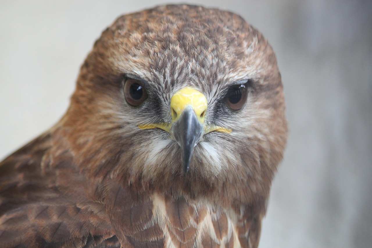 buzzard-4370565_1280.jpg
