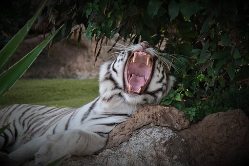 Tiger, Maul, Tænder, Stor Kat, Gabende