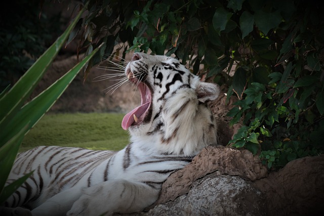 Download free HD stock image of Tiger Yawning Free Tiger Yawning photo and picture