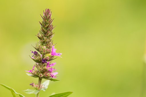 Free Loosestrife Flower photo and picture
