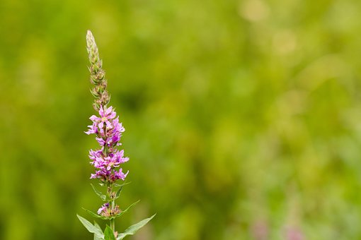 Free Loosestrife Flower photo and picture