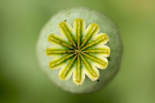 Free Poppy Green photo and picture