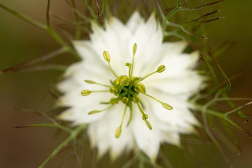 Free Virgin In The Green Flower photo and picture
