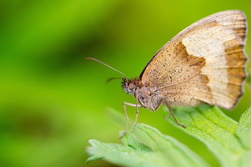 Free Butterfly Leaf photo and picture