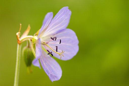 Free Cranesbill Flower photo and picture