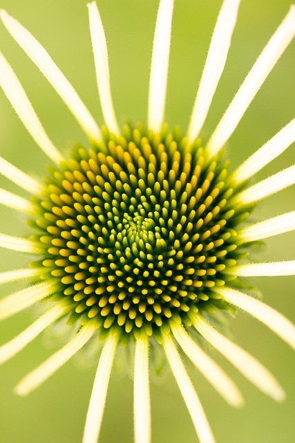 Free Shine Flower photo and picture
