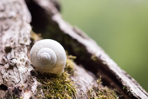 Free Shell Snail photo and picture