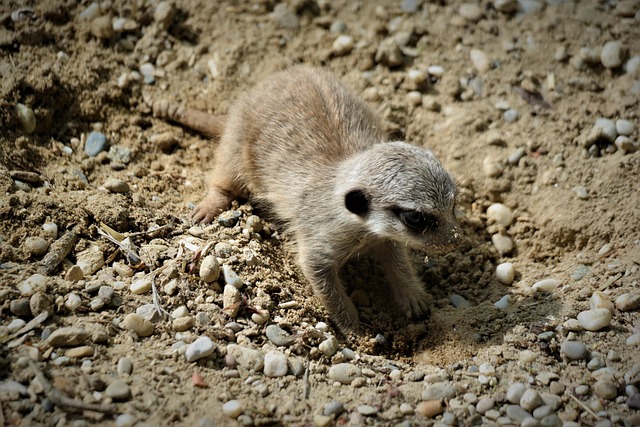Erdmännchen, Tierwelt, Säugetier