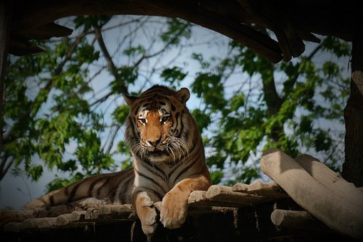 Tiger, Majestætisk, Stor Kat, Dyreliv