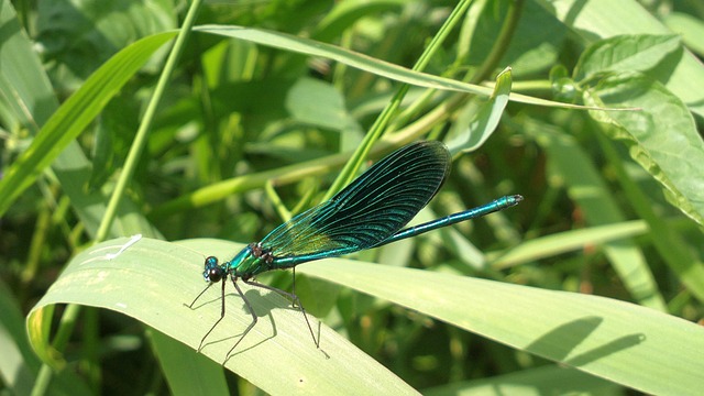 Libelle, Gebändert, Insekt, Sommer