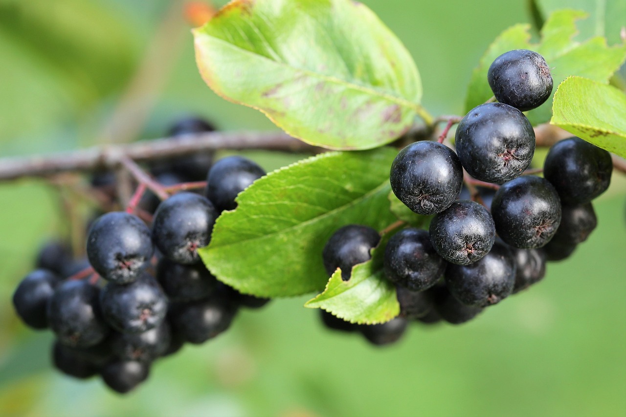 70 Free Musta Aronia Aronia Images Pixabay