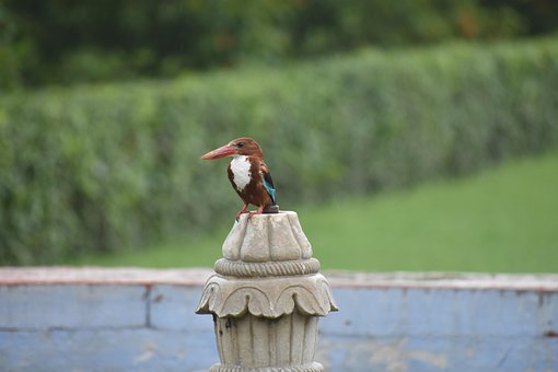 Vogel, Agra Vogel, India, Trots