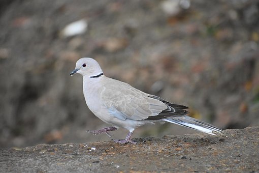 Duif, Natuur, Indiase Duif, Vogel