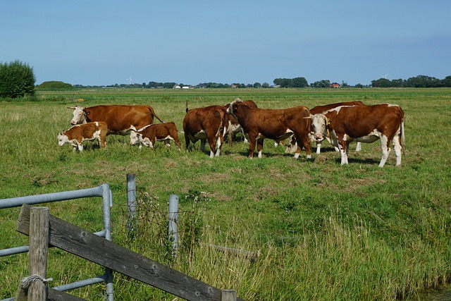 Free Field Darling photo and picture
