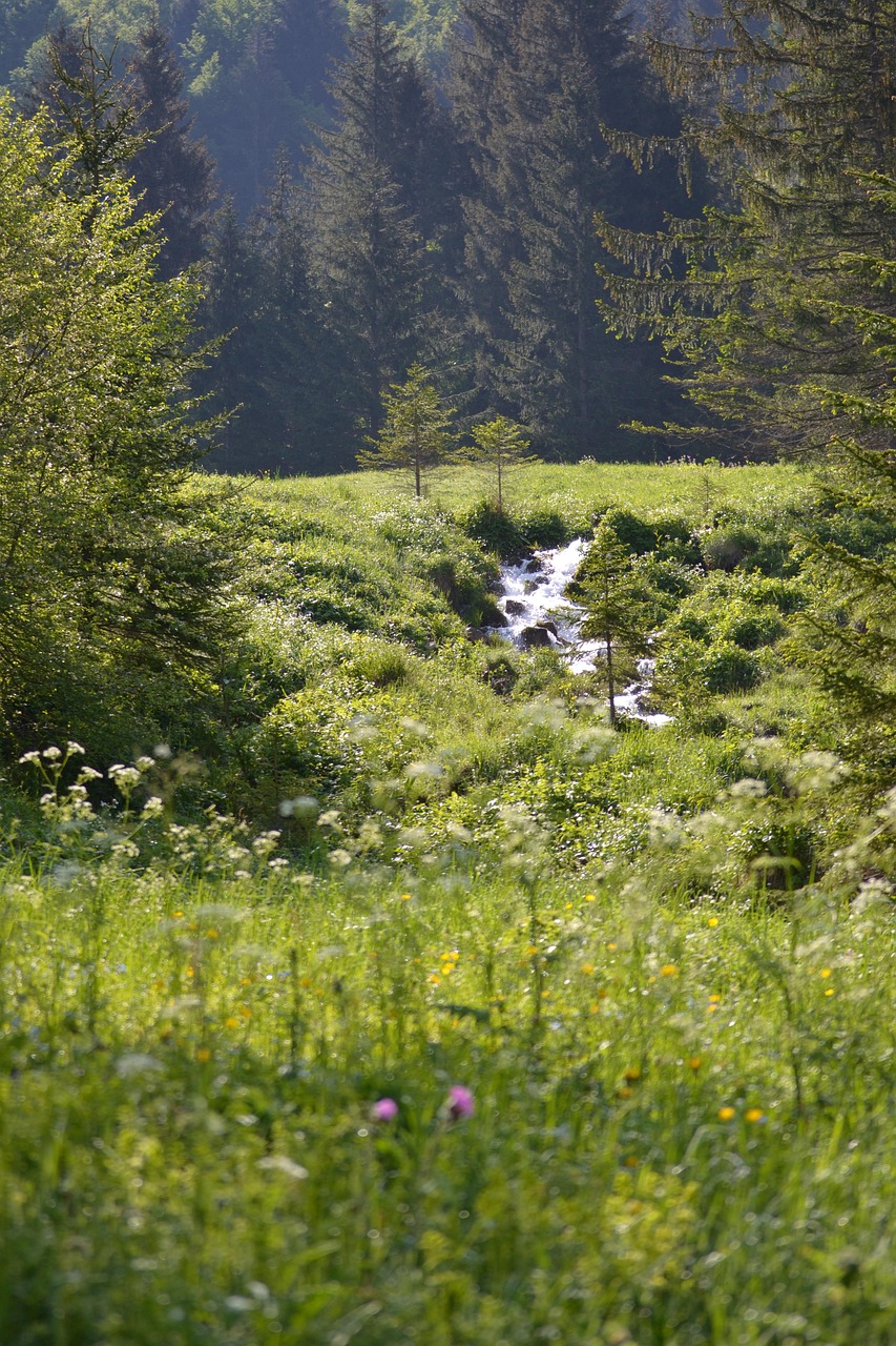 Prairie Streams And Rivers Prairie Stream Mountain The - Free photo on Pixabay