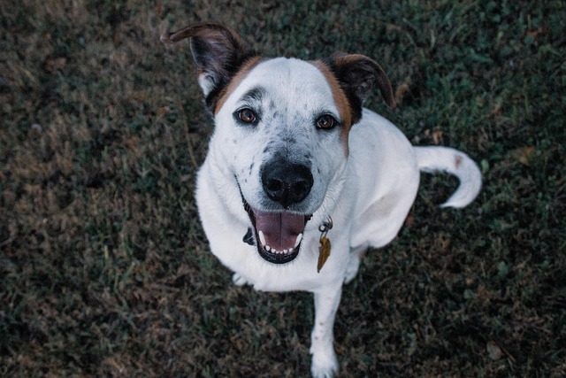 Free Dog Happy photo and picture