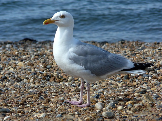Free Seagull Gull photo and picture