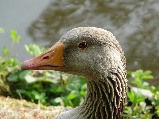 Free Goose Nature photo and picture