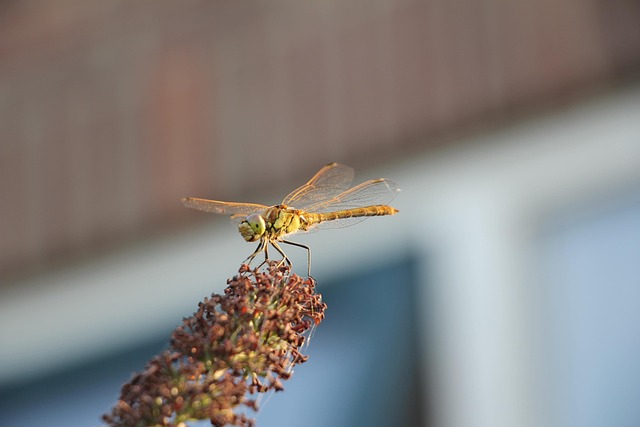 Free Heidelibelle Plant photo and picture