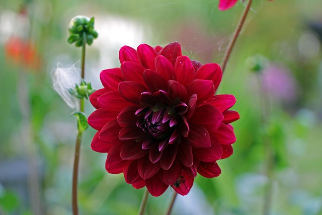 Free Dahlia Flower photo and picture
