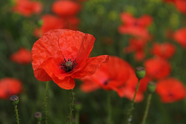 Free Poppy Flower photo and picture