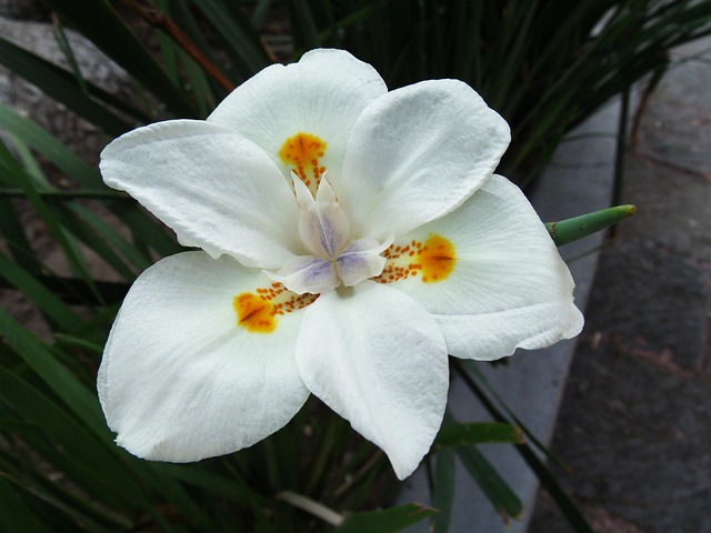Free Flower Flowers photo and picture