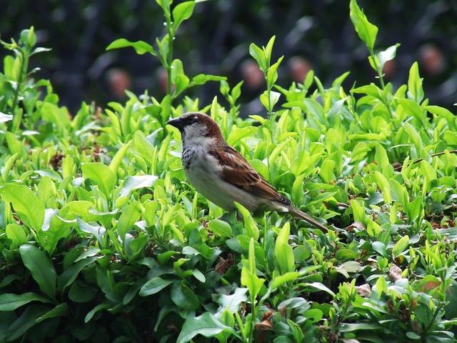Free Bird Birds In Focus photo and picture