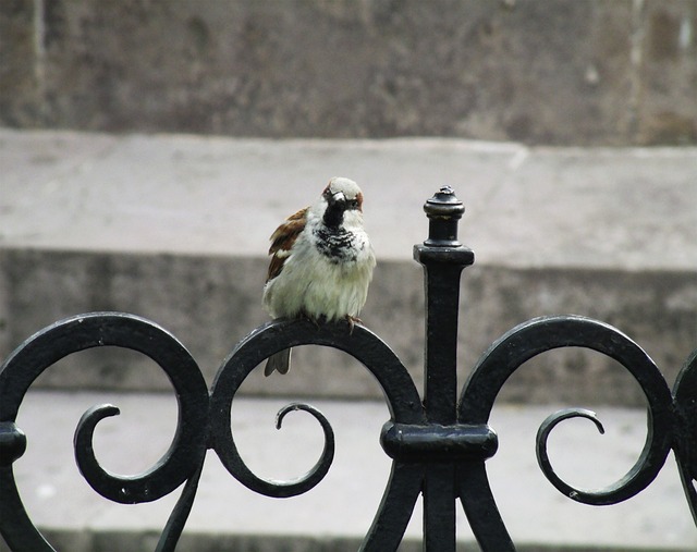 Free Bird Birds In Focus photo and picture