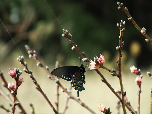 Free Butterfly Butterfly Detail photo and picture
