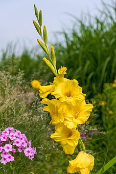 Unduh 300 Wallpaper Bunga Gladiol Gratis Unduh 300 Wallpaper Bunga Gladiol Gratis
