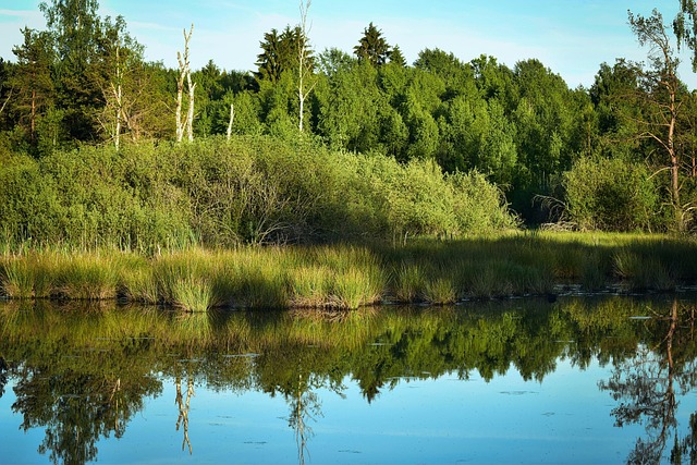 Moor, Abendstimmung, Wasser, Bäume