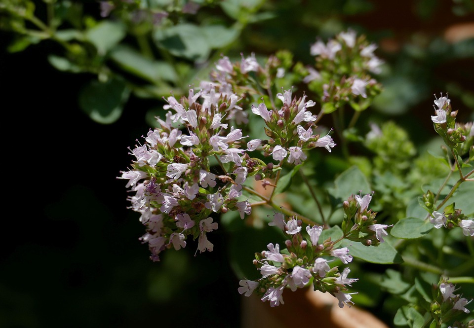 Real Oregano Kebun Rempah Musim - Foto gratis di Pixabay - Pixabay