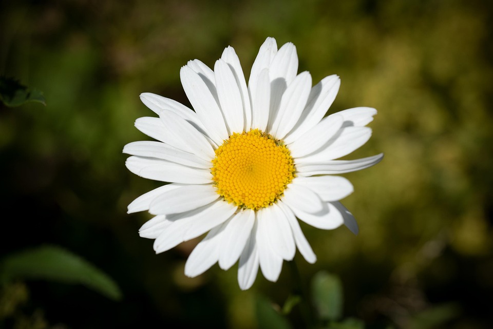 情欲香肠
