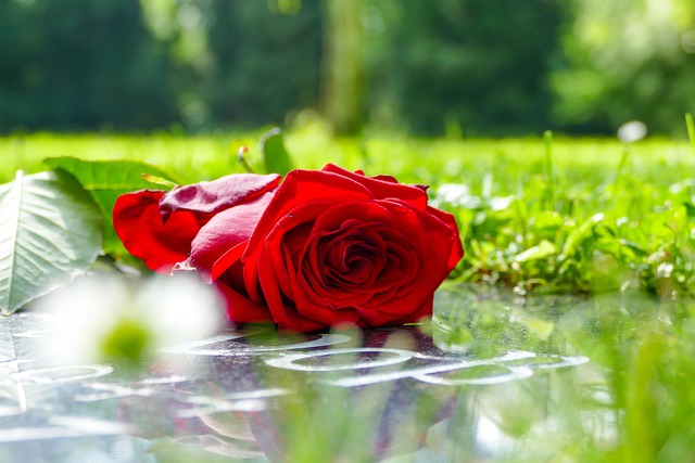 Rosa, Cavar, Cementerio