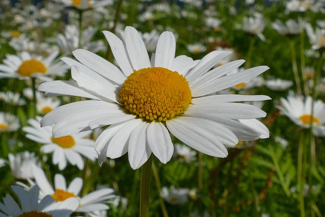 Flor, Macro, Cerrar, Margarita, Sol