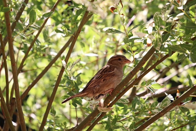 Free Sparrow Bird photo and picture